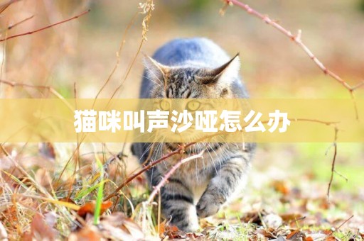 貓咪叫聲沙啞怎么辦