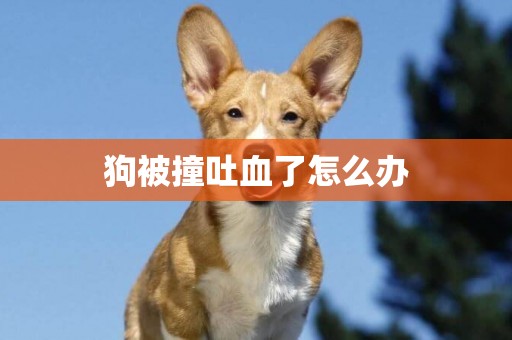 狗被撞吐血了怎么辦