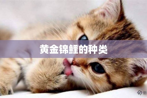 黃金錦鯉的種類