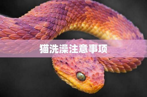 貓洗澡注意事項