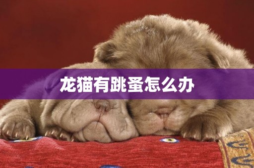 龍貓有跳蚤怎么辦