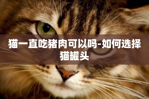 貓一直吃豬肉可以嗎-如何選擇貓罐頭