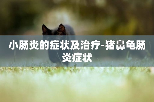 小腸炎的癥狀及治療-豬鼻龜腸炎癥狀