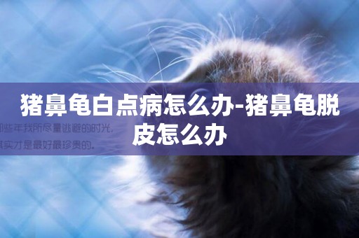 豬鼻龜白點病怎么辦-豬鼻龜脫皮怎么辦