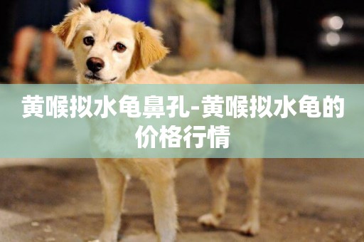 黃喉擬水龜鼻孔-黃喉擬水龜的價格行情