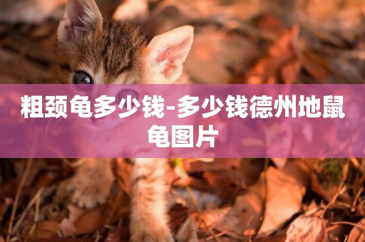 粗頸龜多少錢-多少錢德州地鼠龜圖片