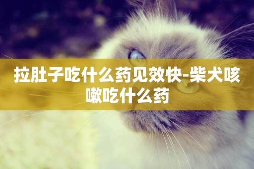 拉肚子吃什么藥見效快-柴犬咳嗽吃什么藥