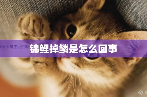錦鯉掉鱗是怎么回事