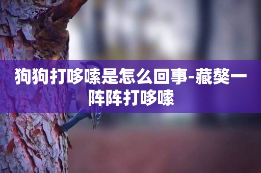 狗狗打哆嗦是怎么回事-藏獒一陣陣打哆嗦