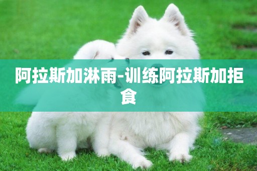 阿拉斯加淋雨-訓練阿拉斯加拒食