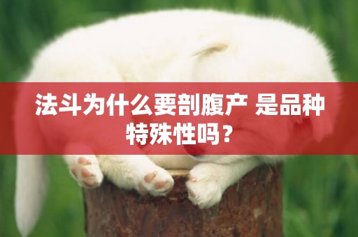 法斗為什么要剖腹產 是品種特殊性嗎？