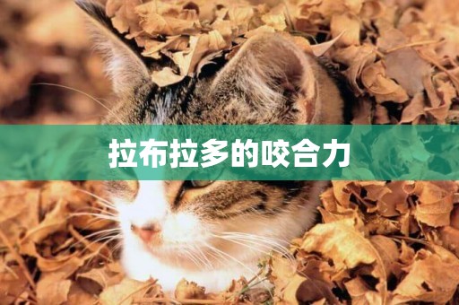 拉布拉多的咬合力