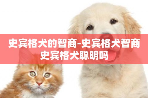 史賓格犬的智商-史賓格犬智商史賓格犬聰明嗎