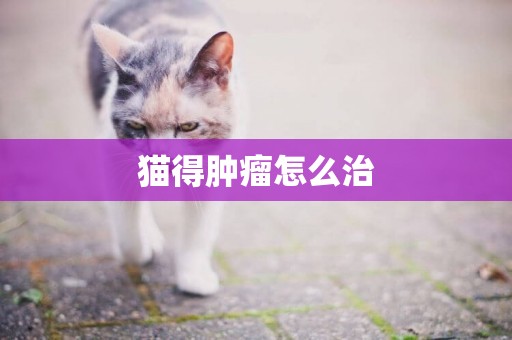 貓得腫瘤怎么治
