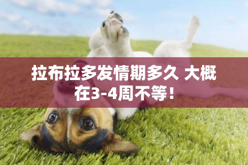 拉布拉多發情期多久 大概在3-4周不等！