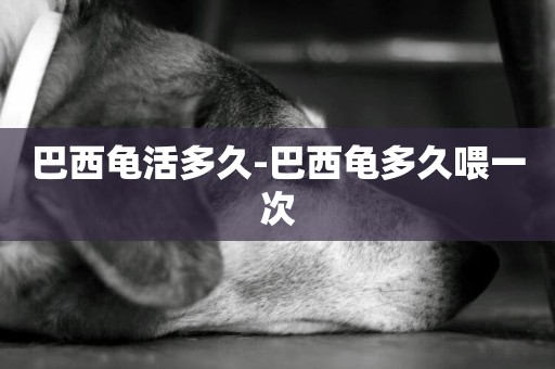 巴西龜活多久-巴西龜多久喂一次
