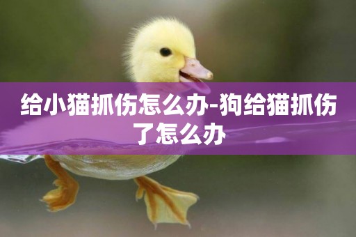 給小貓抓傷怎么辦-狗給貓抓傷了怎么辦