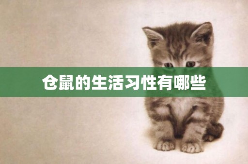 倉鼠的生活習性有哪些