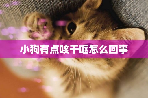 小狗有點咳干嘔怎么回事