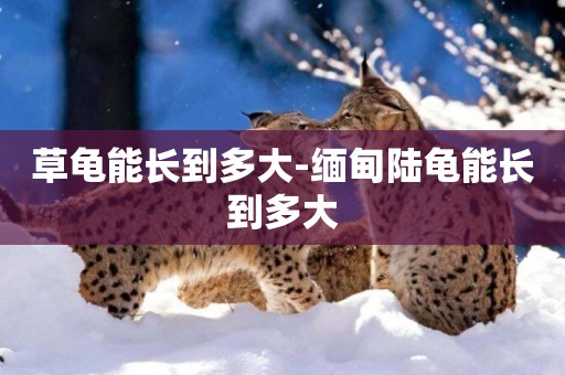 草龜能長到多大-緬甸陸龜能長到多大