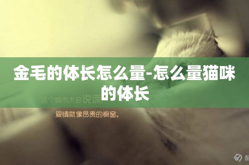 金毛的體長怎么量-怎么量貓咪的體長