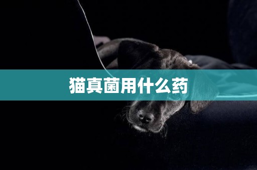 貓真菌用什么藥