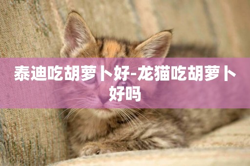 泰迪吃胡蘿卜好-龍貓吃胡蘿卜好嗎