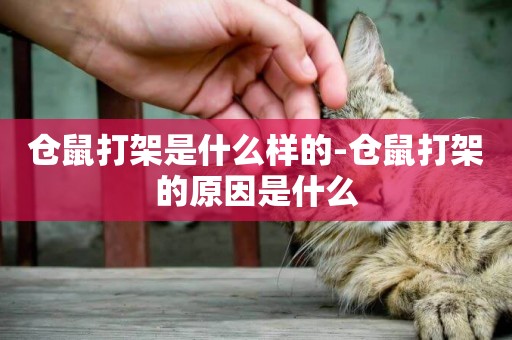 倉鼠打架是什么樣的-倉鼠打架的原因是什么