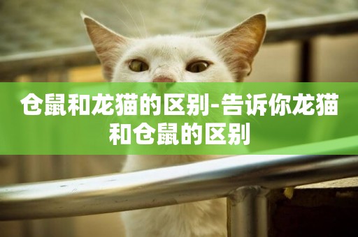 倉鼠和龍貓的區別-告訴你龍貓和倉鼠的區別