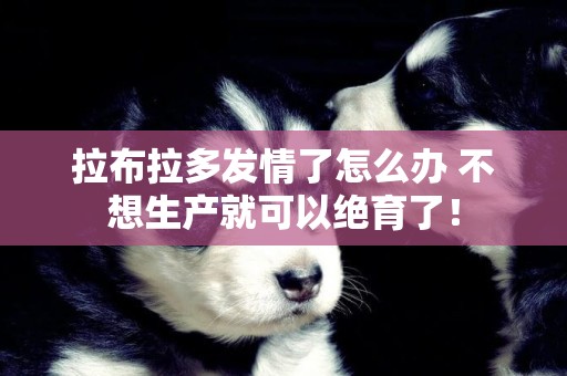 拉布拉多發情了怎么辦 不想生產就可以絕育了！