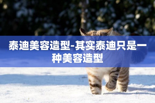 泰迪美容造型-其實泰迪只是一種美容造型