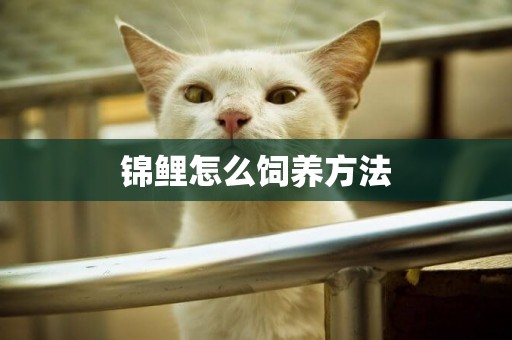 錦鯉怎么飼養方法