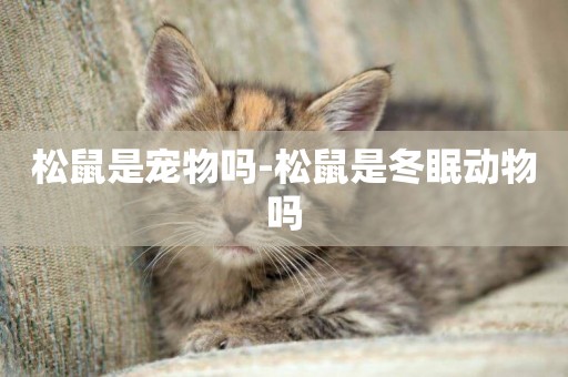 松鼠是寵物嗎-松鼠是冬眠動物嗎