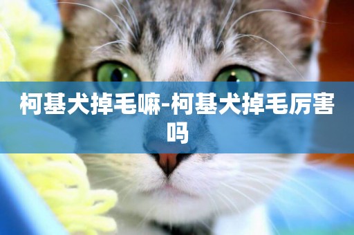 柯基犬掉毛嘛-柯基犬掉毛厲害嗎