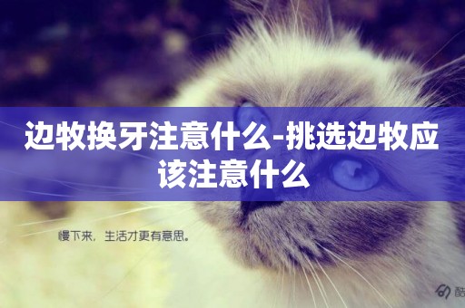 邊牧換牙注意什么-挑選邊牧應該注意什么