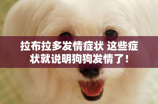 拉布拉多發情癥狀 這些癥狀就說明狗狗發情了! 拉布拉多發情癥狀 這些癥狀就說明狗狗發情了!