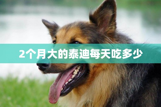 2個月大的泰迪每天吃多少