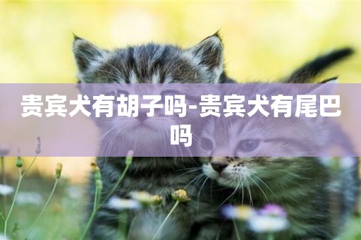 貴賓犬有胡子嗎-貴賓犬有尾巴嗎
