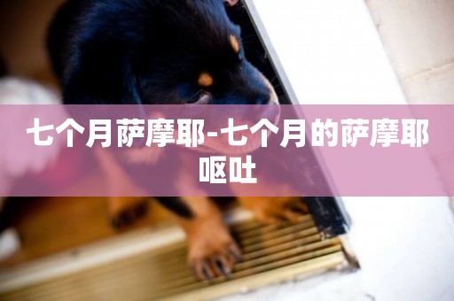 七個月薩摩耶-七個月的薩摩耶嘔吐