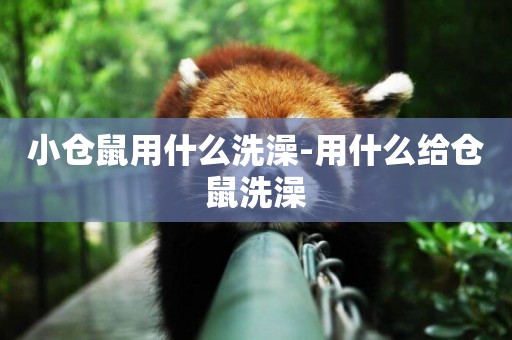 小倉鼠用什么洗澡-用什么給倉鼠洗澡