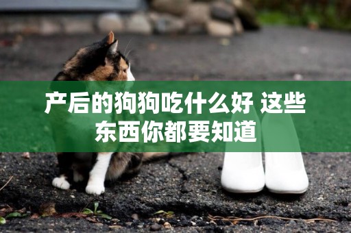 產后的狗狗吃什么好 這些東西你都要知道