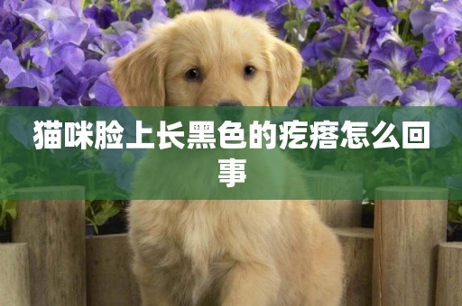貓咪臉上長黑色的疙瘩怎么回事
