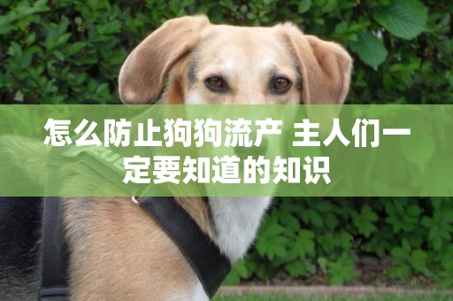 怎么防止狗狗流產 主人們一定要知道的知識