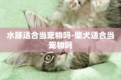 水豚適合當寵物嗎-柴犬適合當寵物嗎