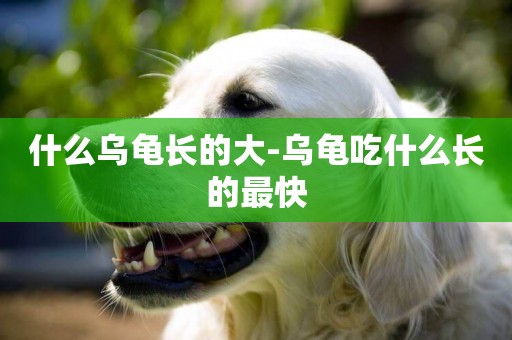什么烏龜長的大-烏龜吃什么長的最快
