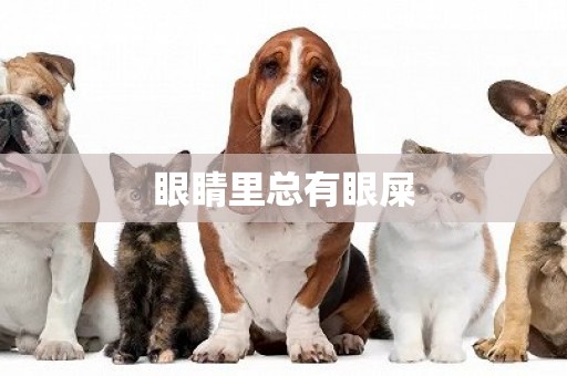 眼睛里總有眼屎
