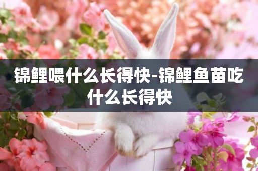 錦鯉喂什么長得快-錦鯉魚苗吃什么長得快