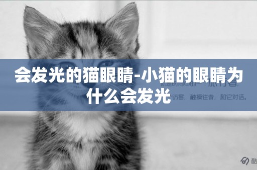 會發光的貓眼睛-小貓的眼睛為什么會發光