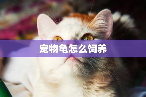 寵物龜怎么飼養