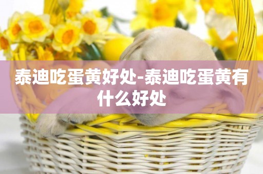 泰迪吃蛋黃好處-泰迪吃蛋黃有什么好處